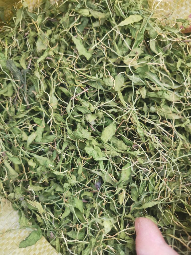 精品，干一叶草叶子