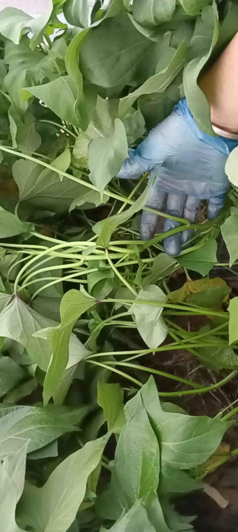 漯河临颖苏薯28红薯扩繁苗（农户种植自产自销出粉率高）
