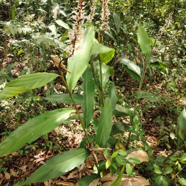 大山野山姜鲜货现挖现卖