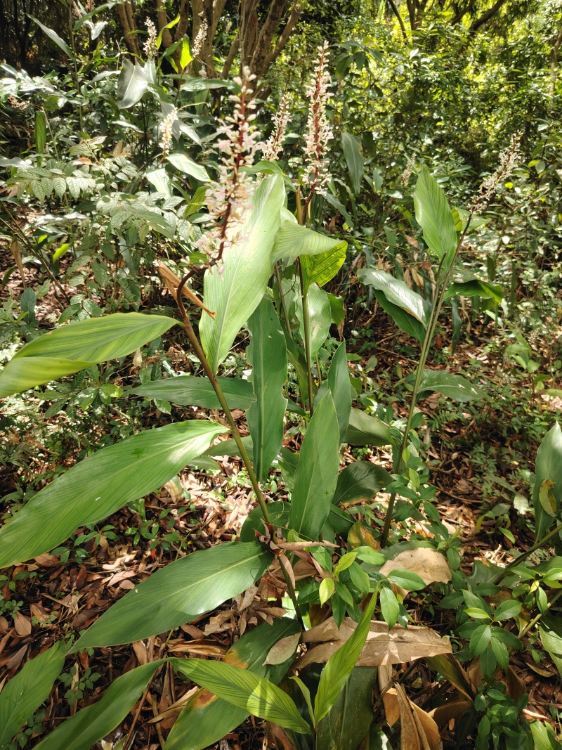 大山野山姜鲜货现挖现卖