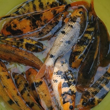 田鱼