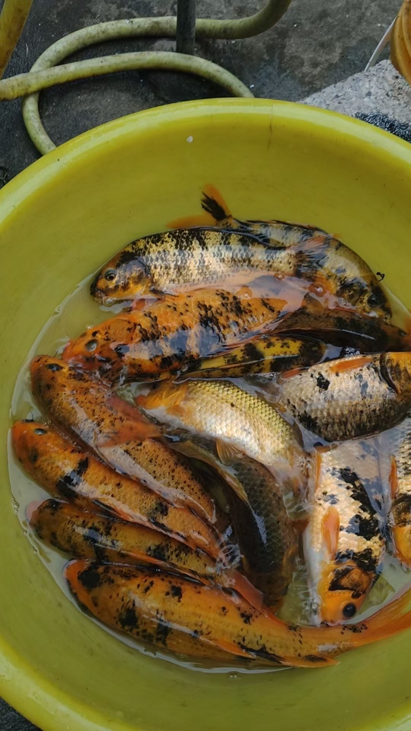 田鱼