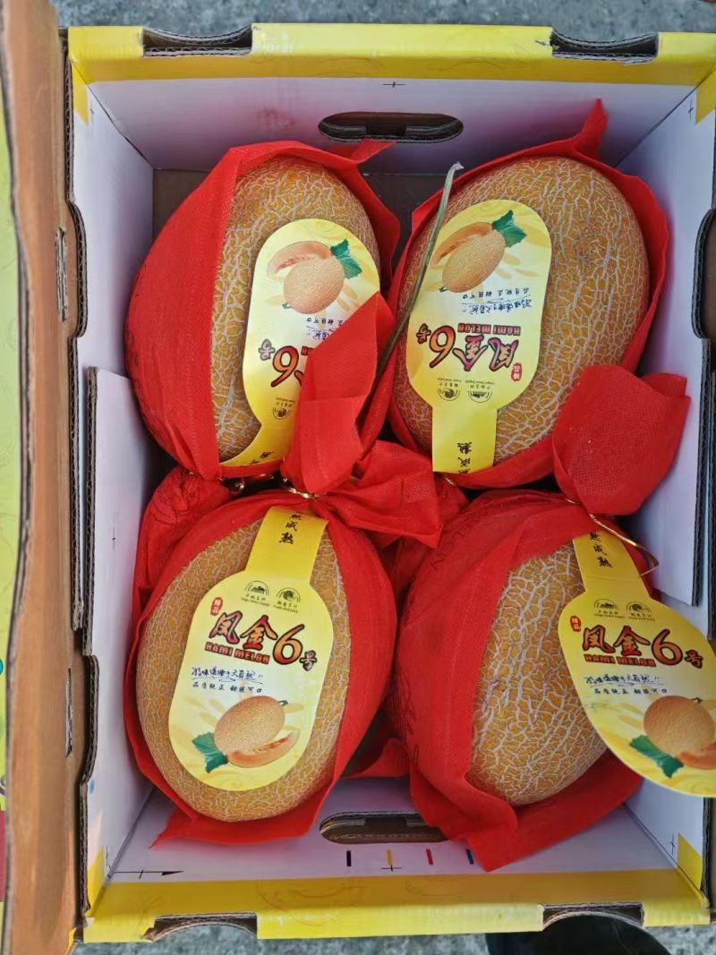精品哈密瓜凤金6号产地发货量大从优诚信经营