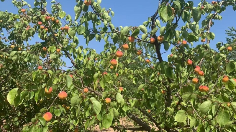 丰源红杏，货源充足，供货稳定，欢迎全国采购商，前来咨询