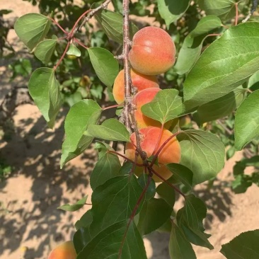 丰源红杏，货源充足，供货稳定，欢迎全国采购商，前来咨询