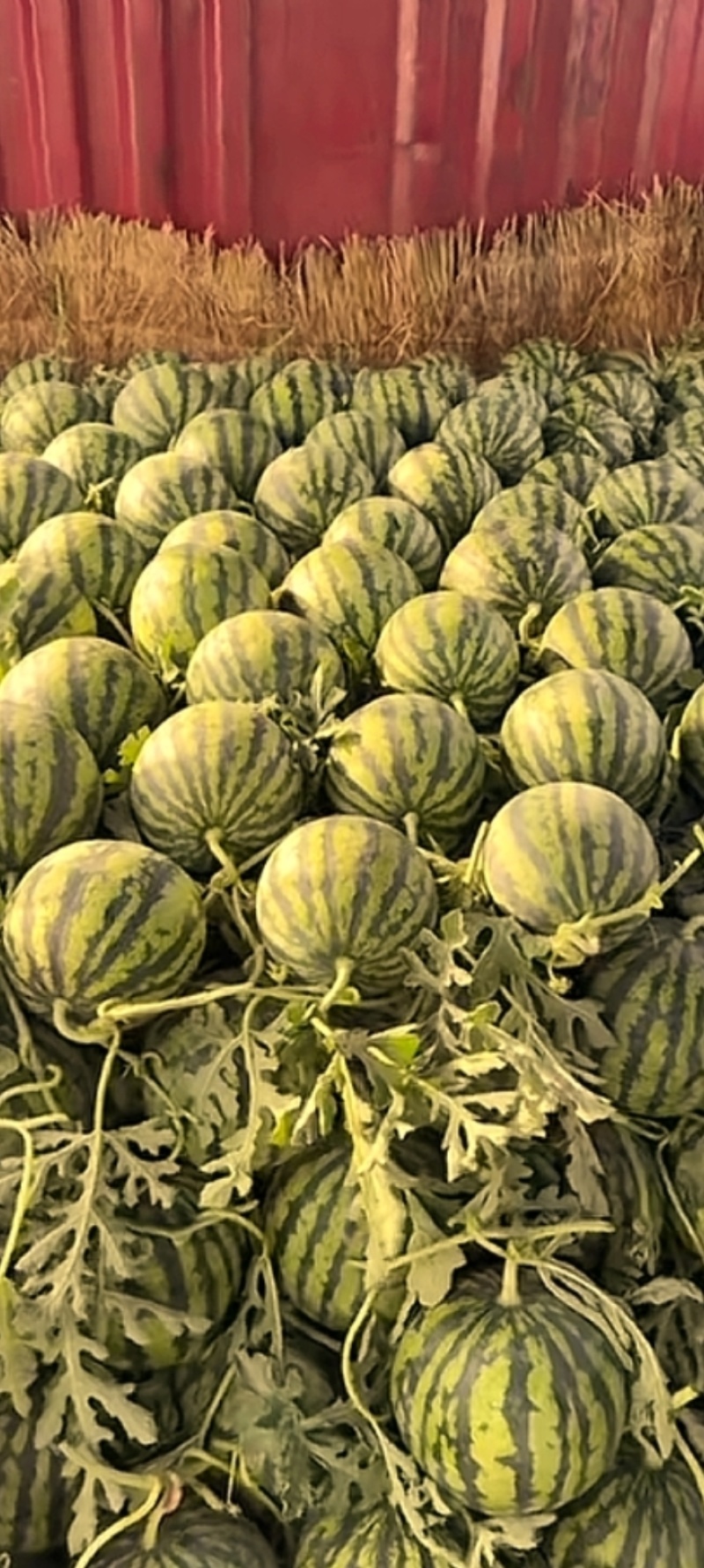 微盟美都西瓜，来自安徽省淮北市濉溪县的美都无籽西瓜