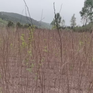 刺槐各种规格