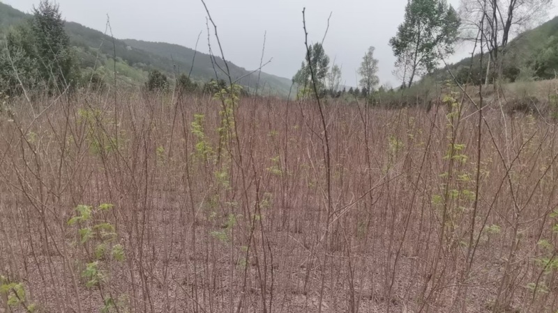 刺槐各种规格