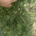 刺槐各种规格