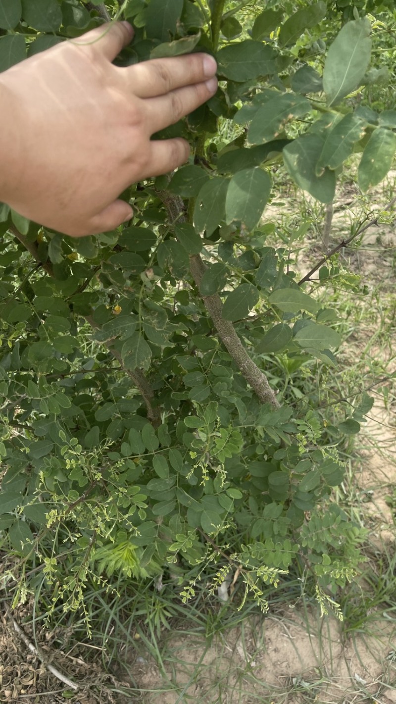 刺槐各种规格