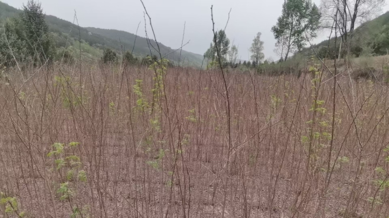 刺槐各种规格