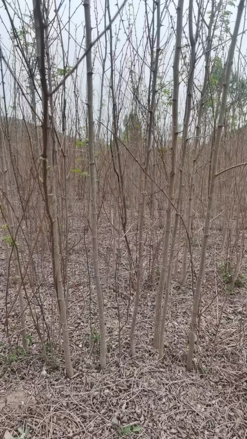 刺槐各种规格