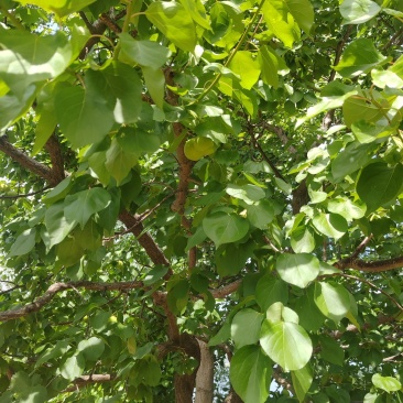 红荷包杏，金太阳杏，红御杏，珍珠油杏