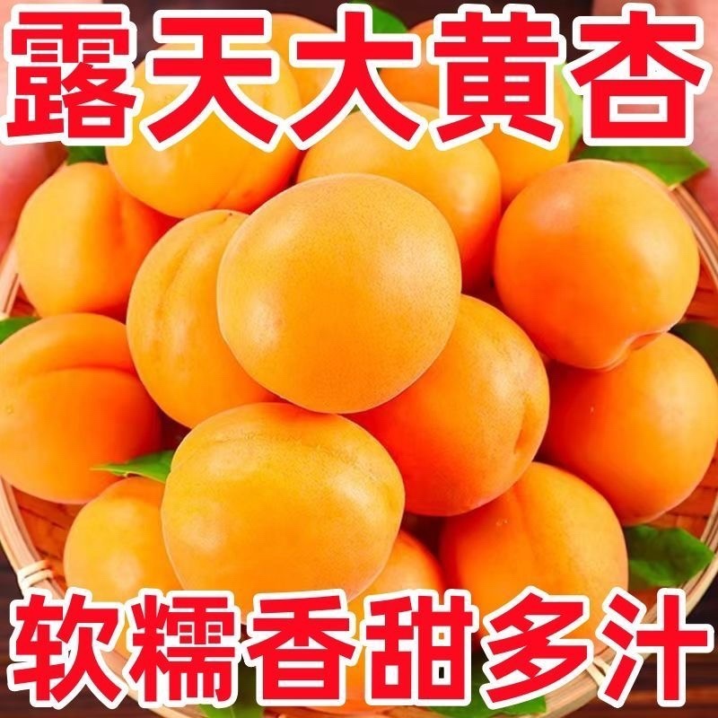 金太阳杏，本地种植，货源充足，供货稳定，可视频看货