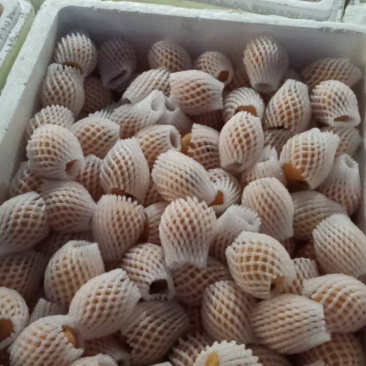 五星枇粑，口感巴适