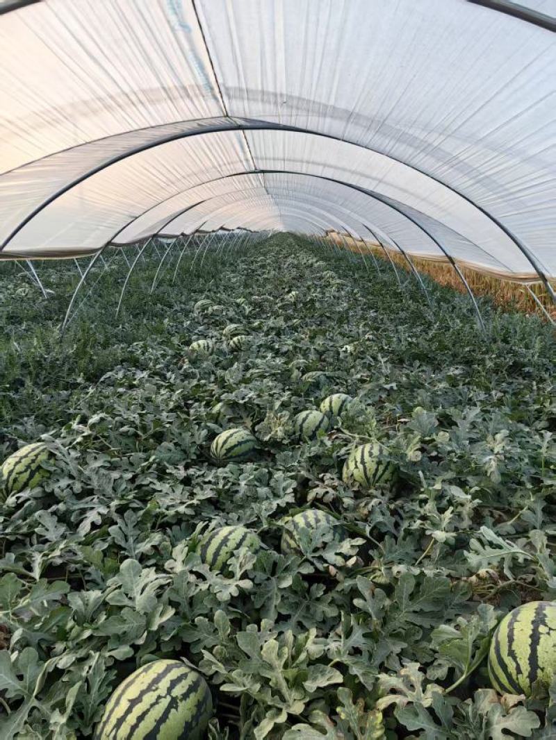 陕西精品甜王西瓜大量上市产地直发价格优惠欢迎来电洽谈