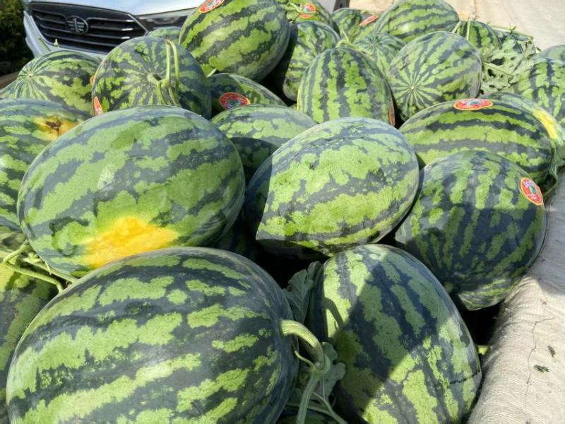 陕西精品甜王西瓜大量上市产地直发价格优惠欢迎来电洽谈
