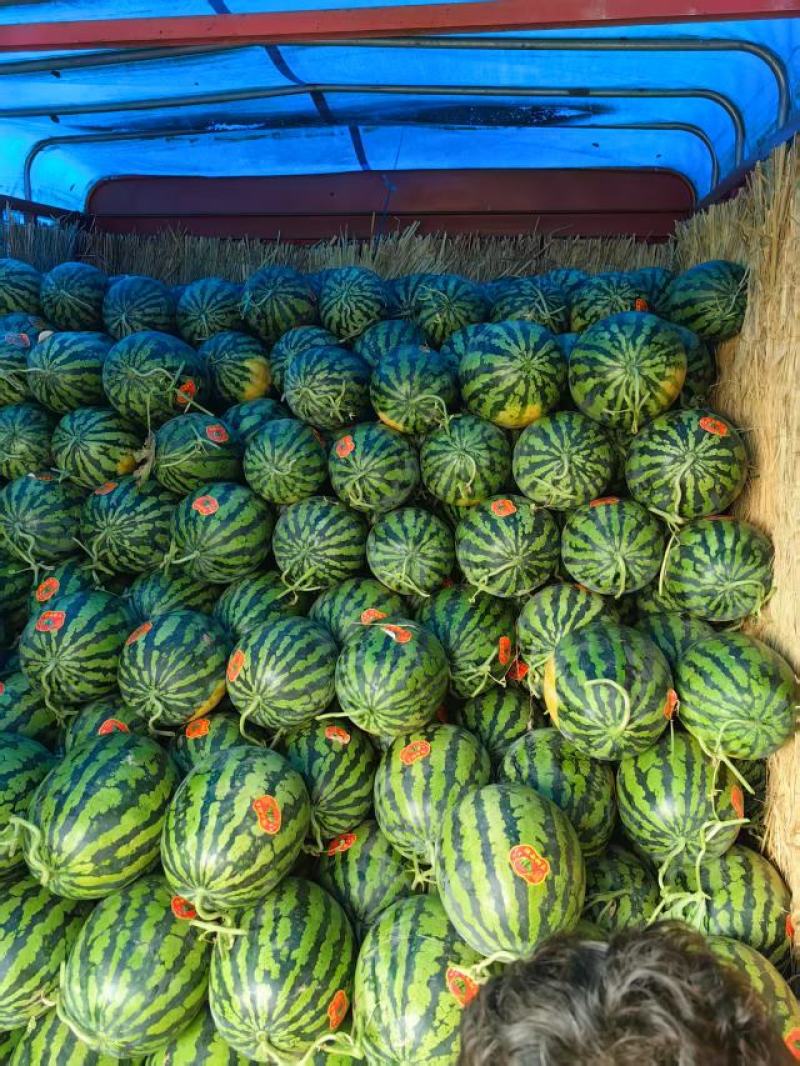 陕西精品甜王西瓜大量上市产地直发价格优惠欢迎来电洽谈