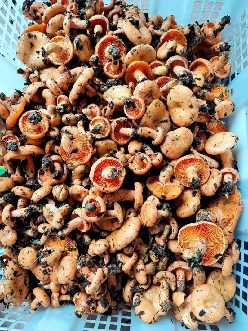 枞树菌