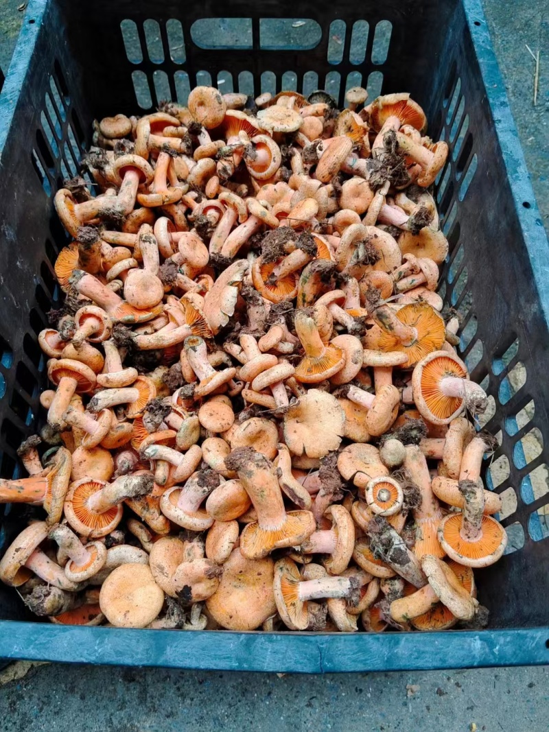 枞树菌