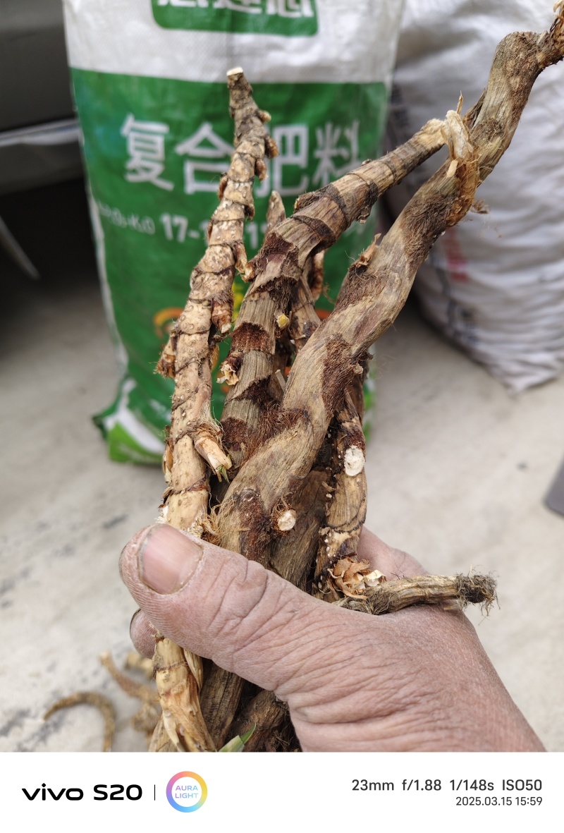 水昌蒲中药材