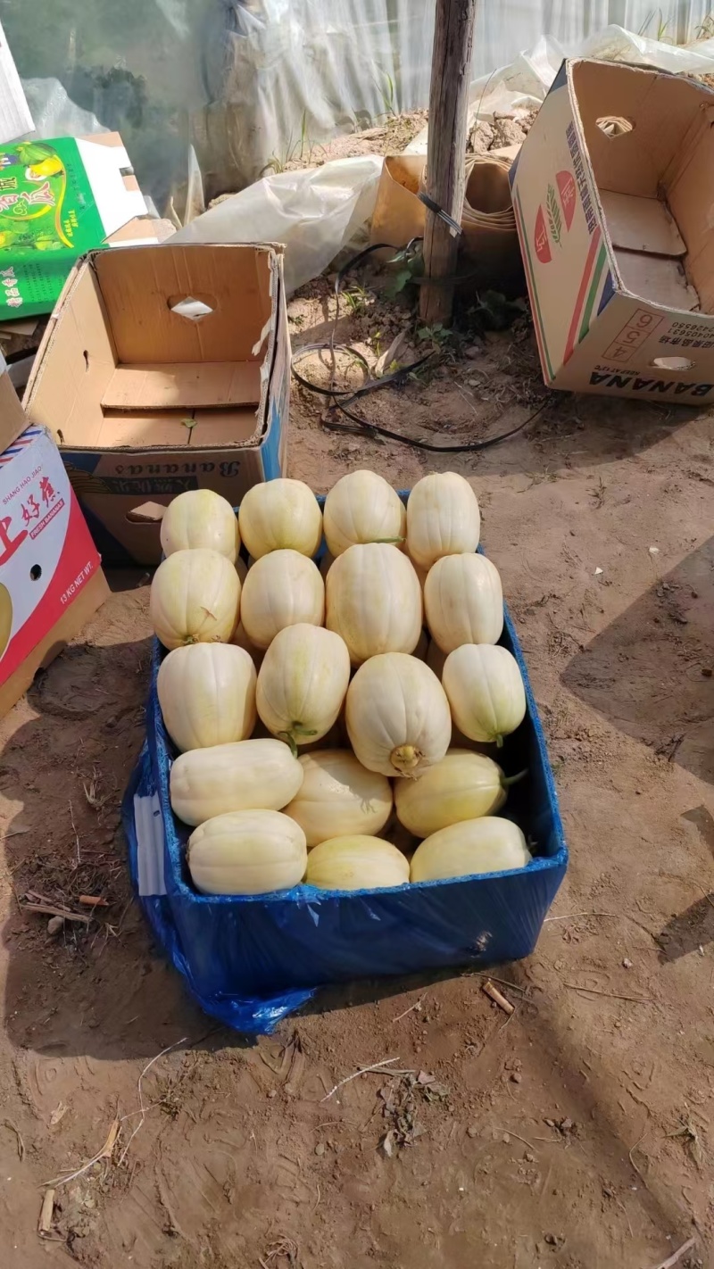 【火爆热卖】金妃香瓜忻州香妃小甜瓜现摘现发