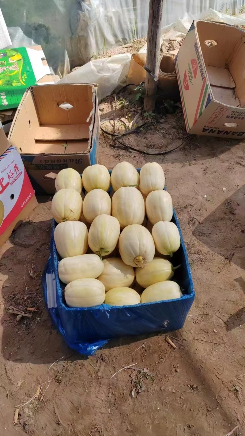【火爆热卖】金妃香瓜忻州香妃小甜瓜现摘现发