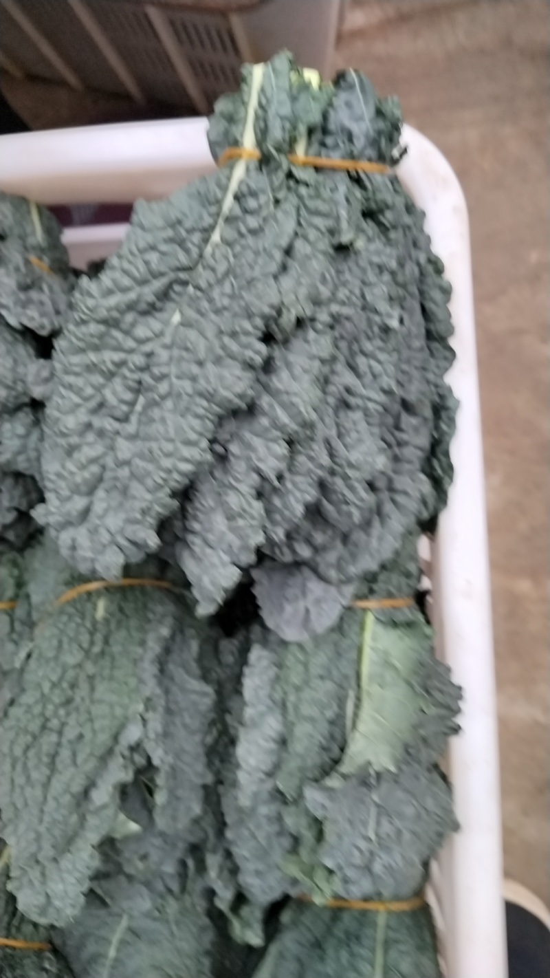 皱叶菜麒麟菜
