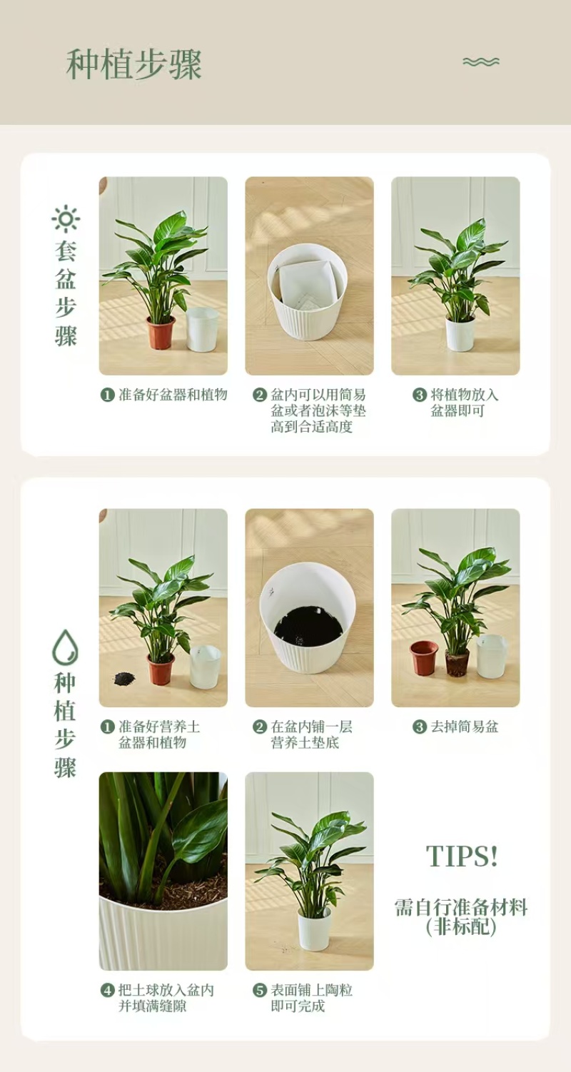 天堂鸟大型绿植客厅室内花卉盆栽办公室好养植物大号大颗大盆