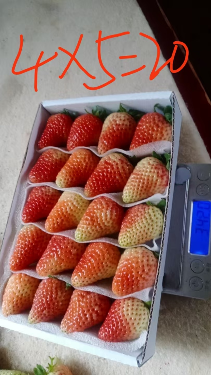 四季草莓，酸甜口感，合适冰糖葫芦，蛋糕店