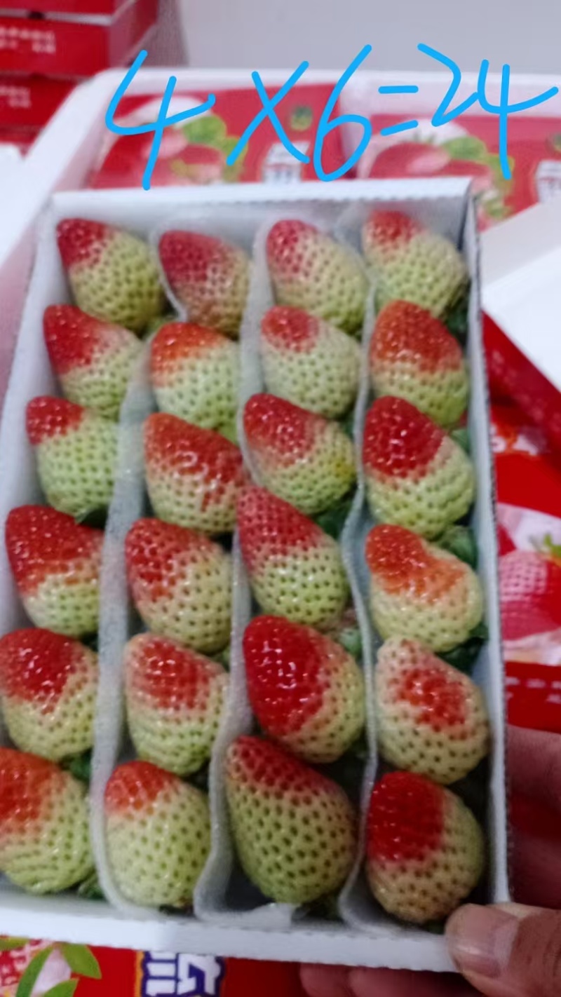 四季草莓，酸甜口感，合适冰糖葫芦，蛋糕店