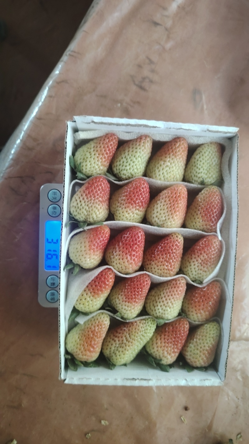 四季草莓，酸甜口感，合适冰糖葫芦，蛋糕店