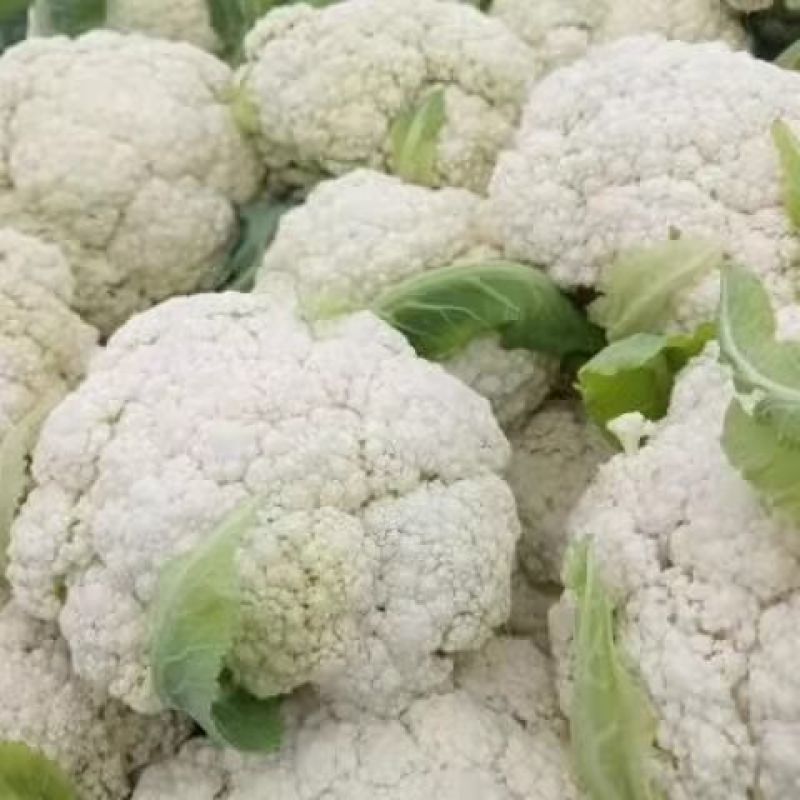 《有机花菜》河北基地直发保质保量一条龙服务对接全国
