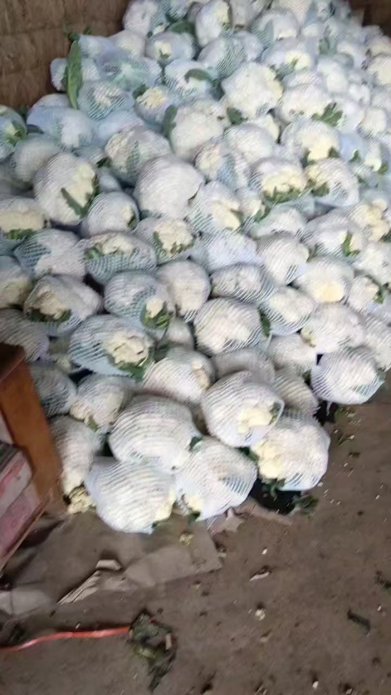 《有机花菜》河北基地直发保质保量一条龙服务对接全国