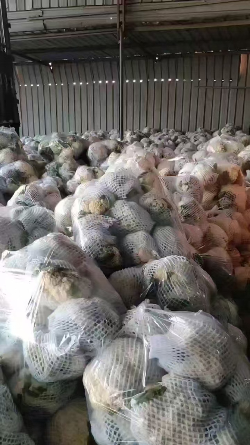 《有机花菜》河北基地直发保质保量一条龙服务对接全国