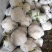 《有机花菜》河北基地直发保质保量一条龙服务对接全国