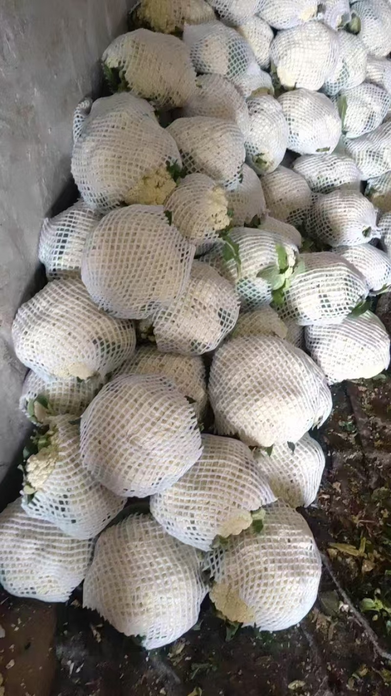 《有机花菜》河北基地直发保质保量一条龙服务对接全国