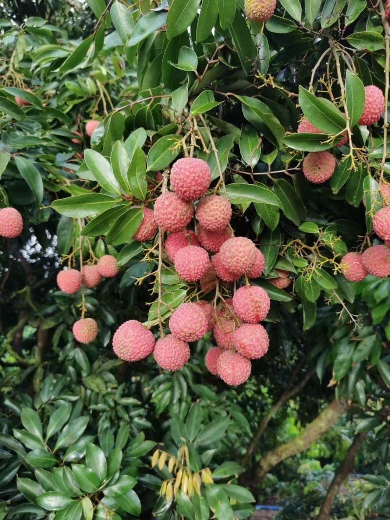桂味荔枝批发代办一件代发