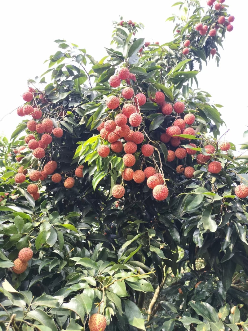 桂味荔枝批发代办一件代发