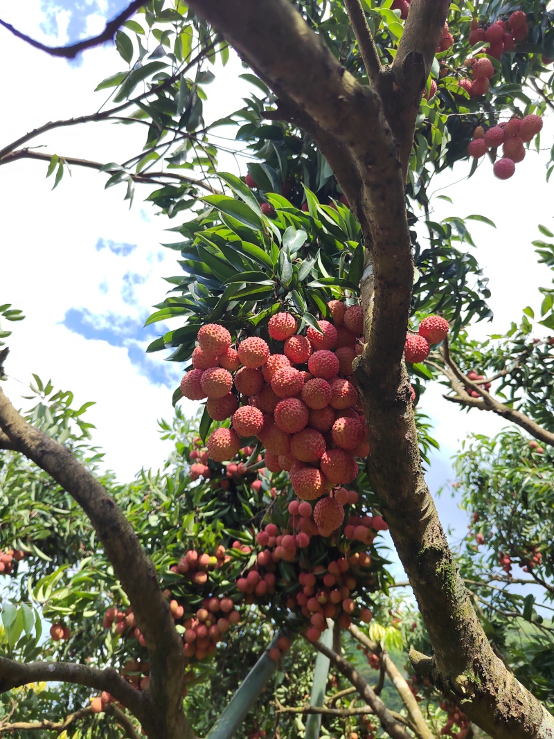 桂味荔枝批发代办一件代发
