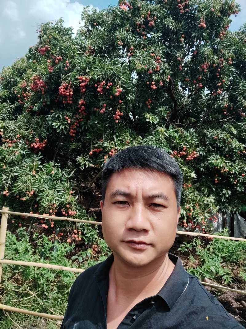 桂味荔枝批发代办一件代发