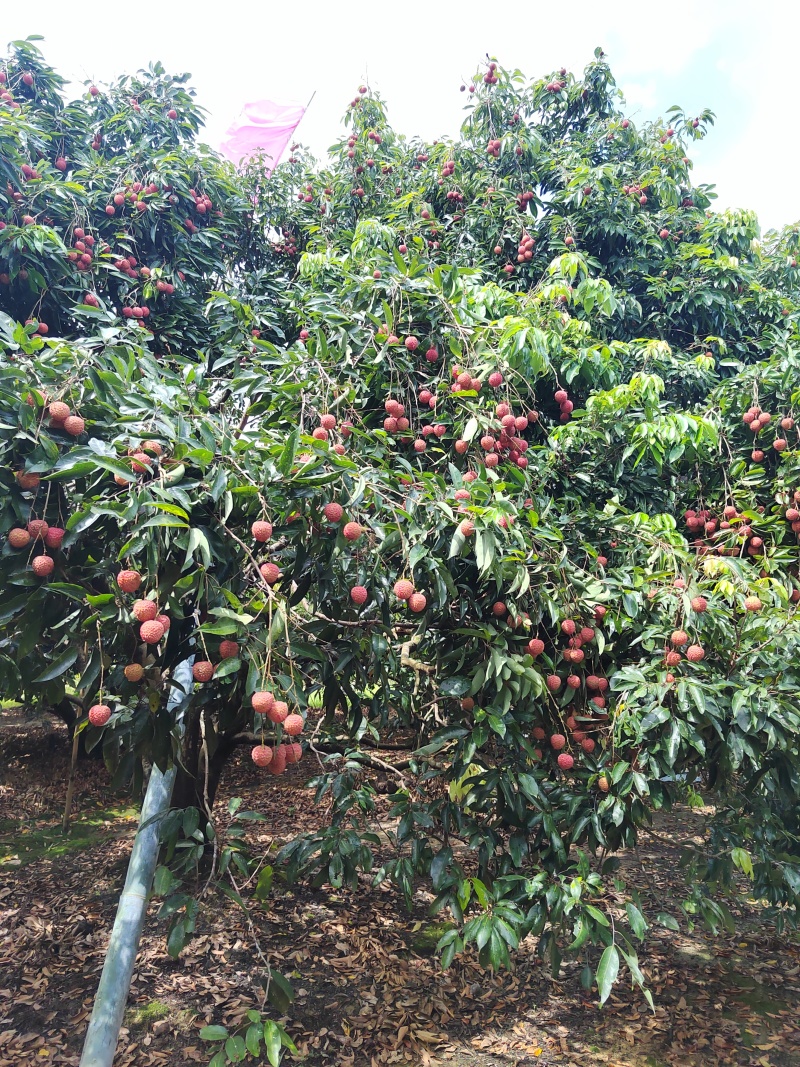 桂味荔枝批发代办一件代发