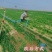 一次性水龙带农用浇地灌溉塑料水管高压加厚水袋浇地省水