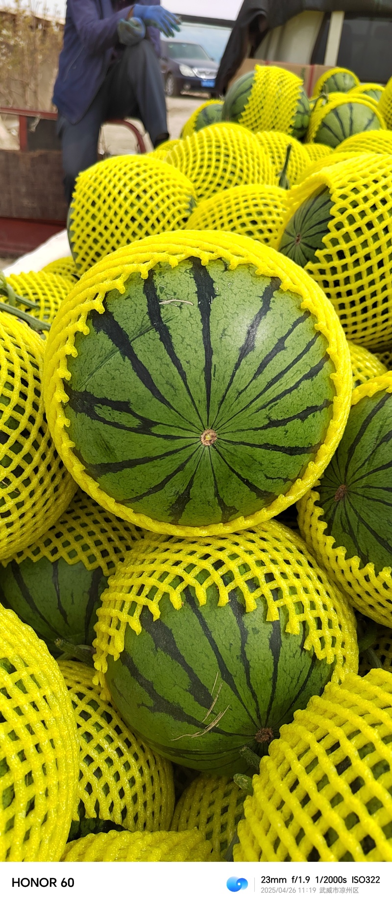 大棚精品吊瓜，长期供应，欢迎全国各地客商实地考察。