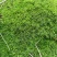 苔藓