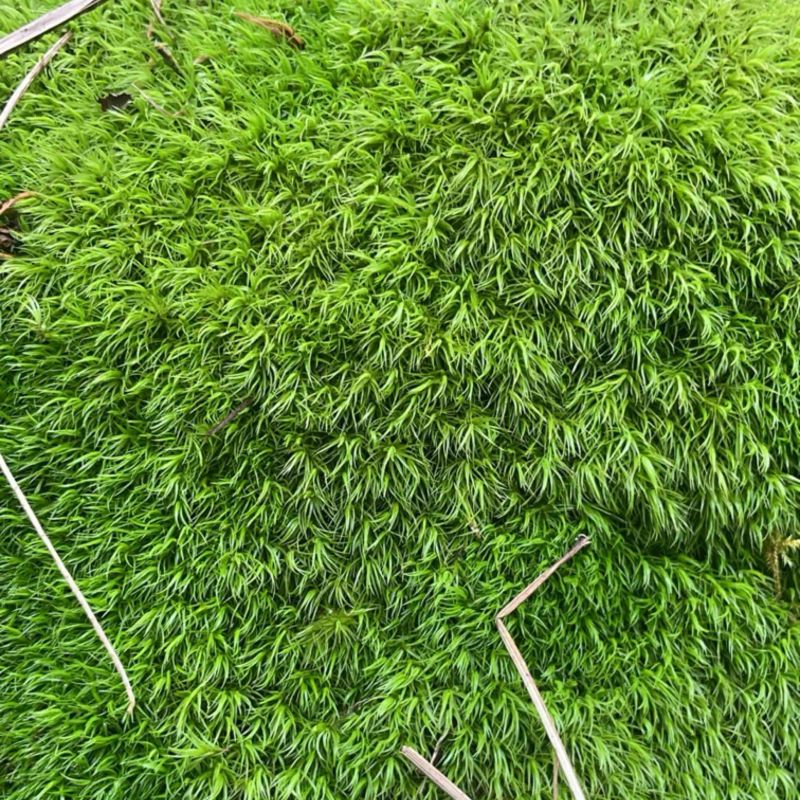 苔藓