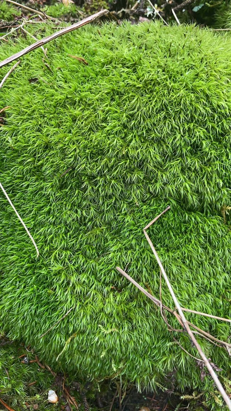 苔藓