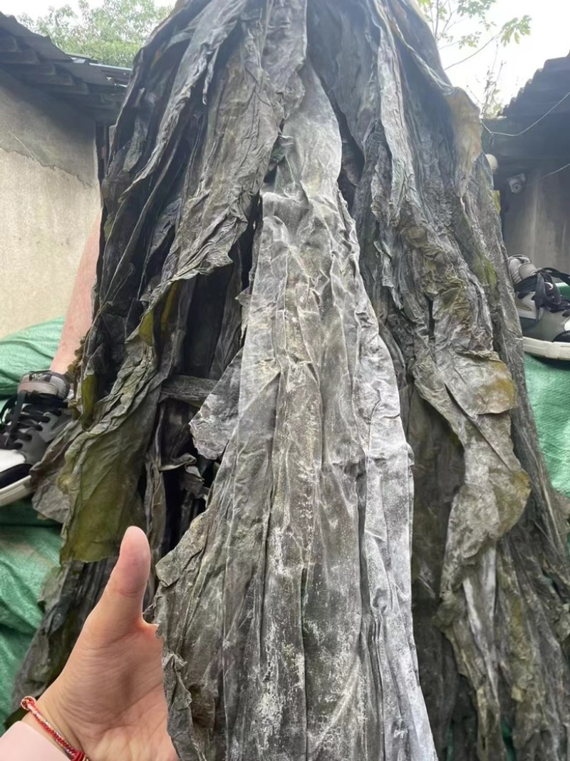 山东精品无沙海带地摊电商批发海带干干海带海底皮海带头
