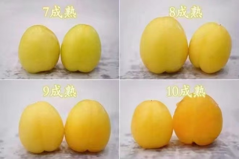 【实力商家】精品轮台小白杏产地直发货源充足对接全国市场