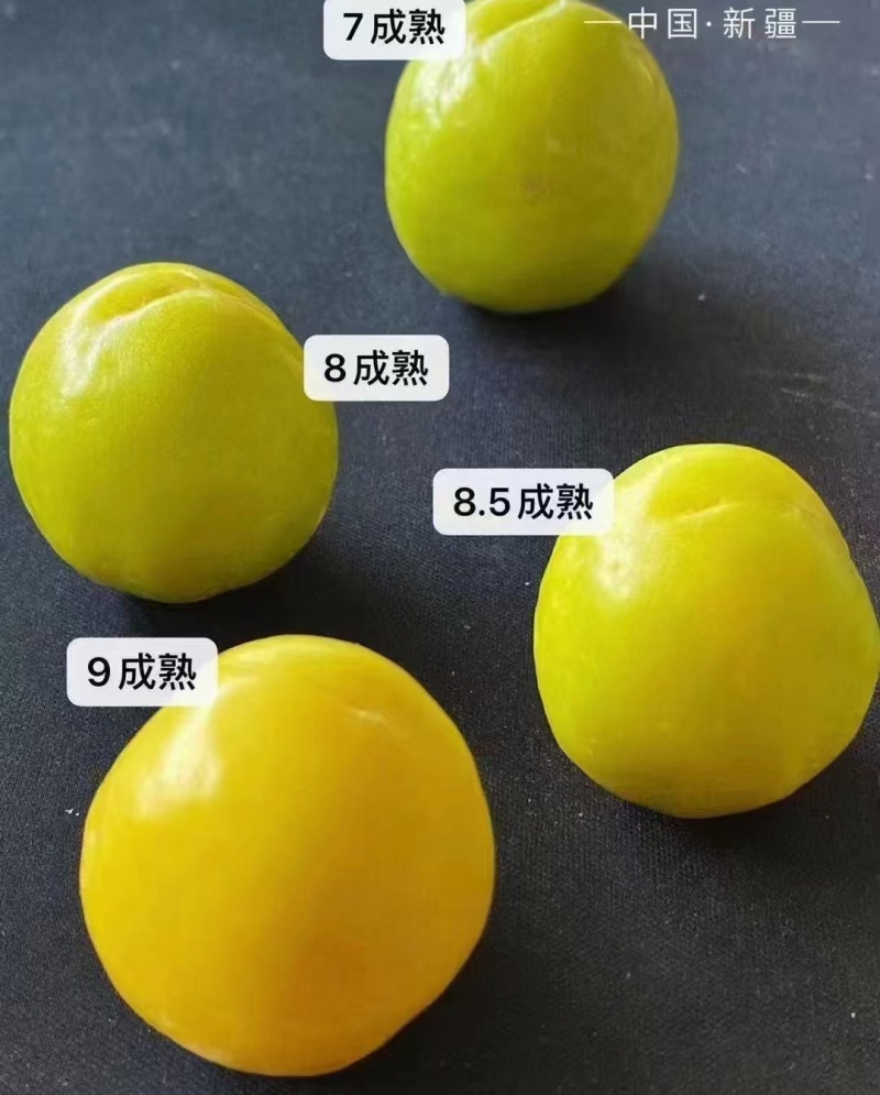 【实力商家】精品轮台小白杏产地直发货源充足对接全国市场